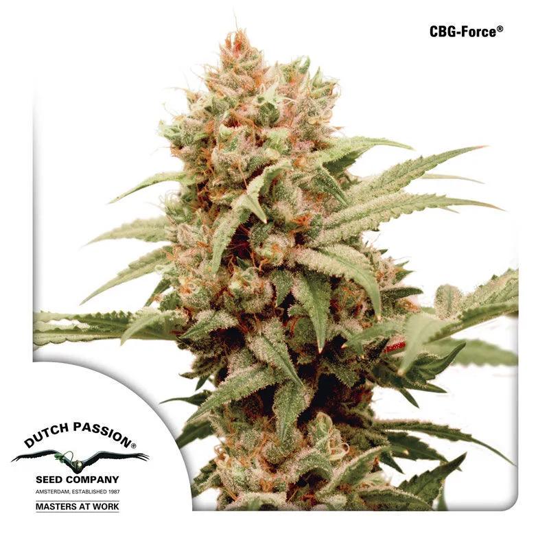 CBG-Force