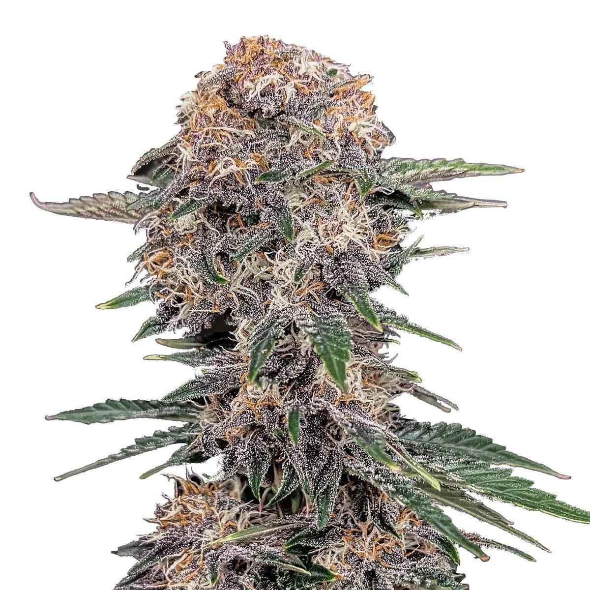 Cherry Cola