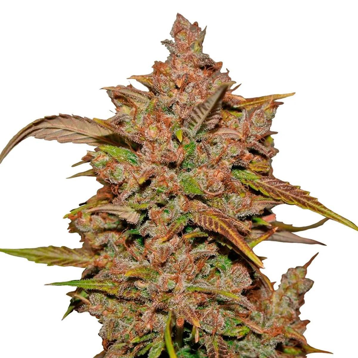 Crystal Meth Auto