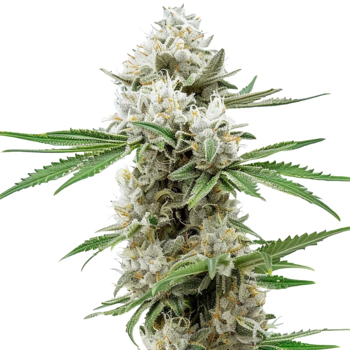 GG4