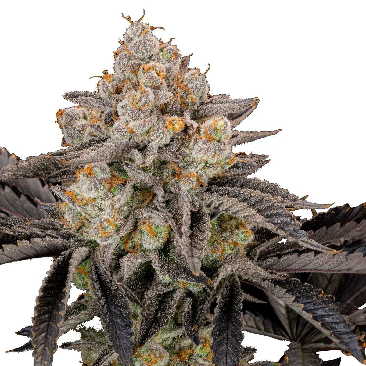 Gorilla Cookies FF