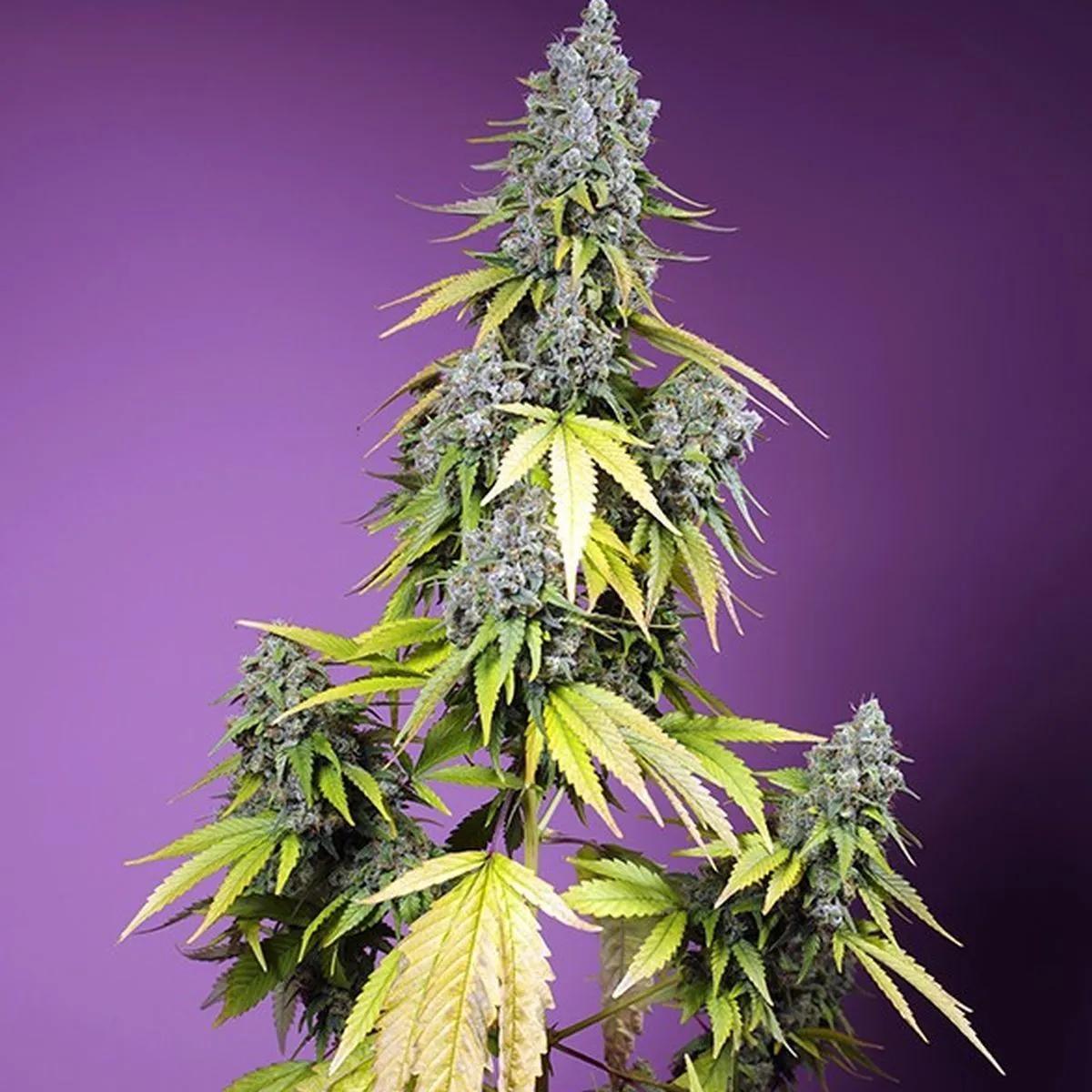 Jet Fuel Mandarine XL