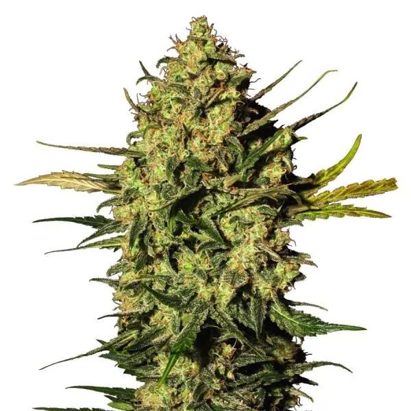Master Kush Autoflower