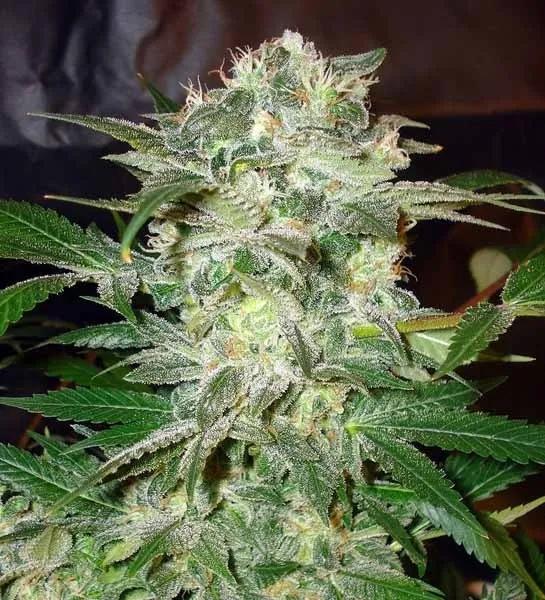 Mazar Kush