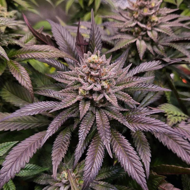 Orange Bud 2.0