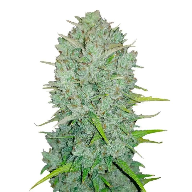 Original Auto Northern Lights