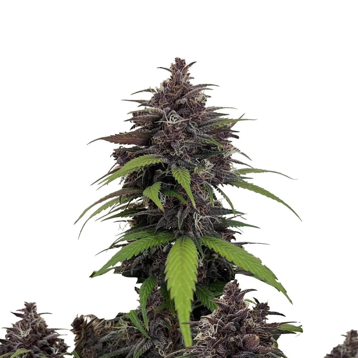Purple Haze