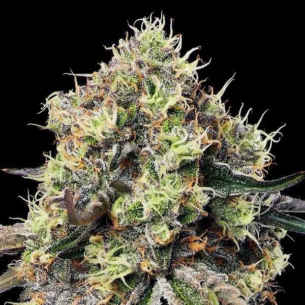 Roswell Code