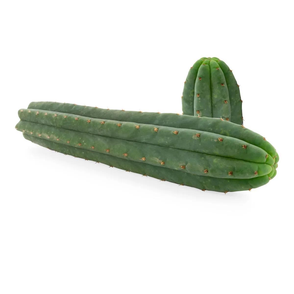 San Pedro-kaktus med 7 revben (Echinopsis pachanoi)