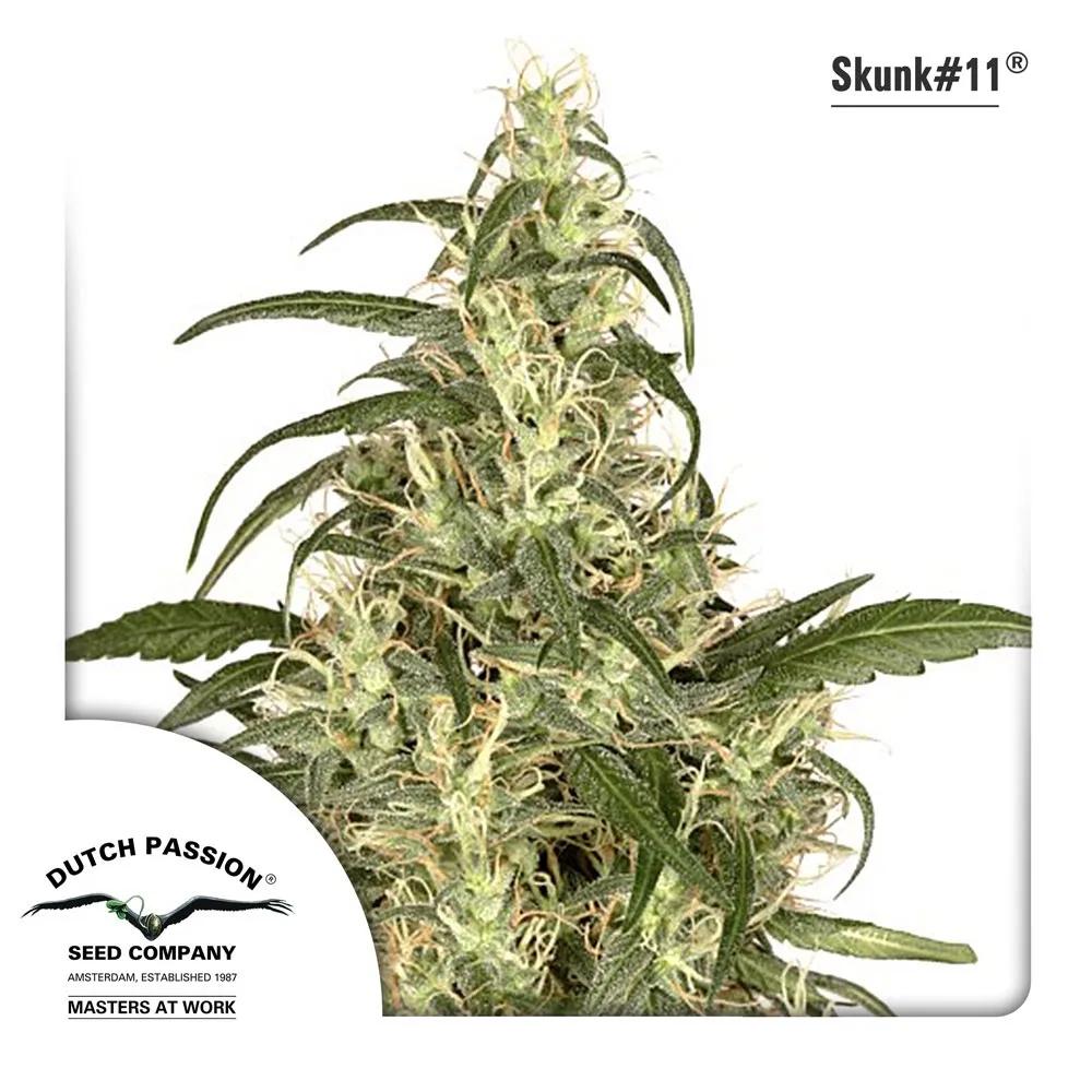 Skunk 11