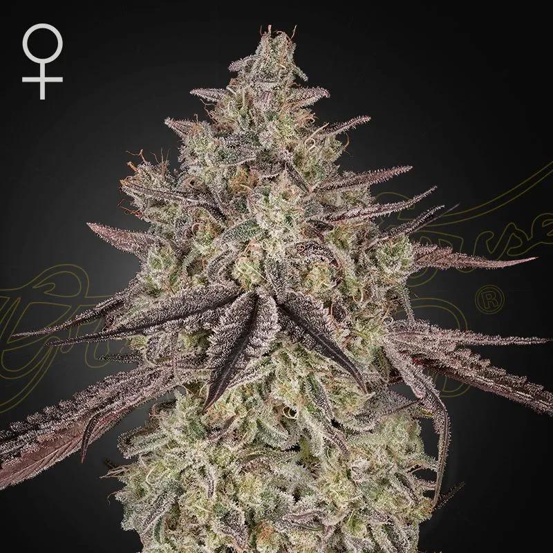 Skywalker
