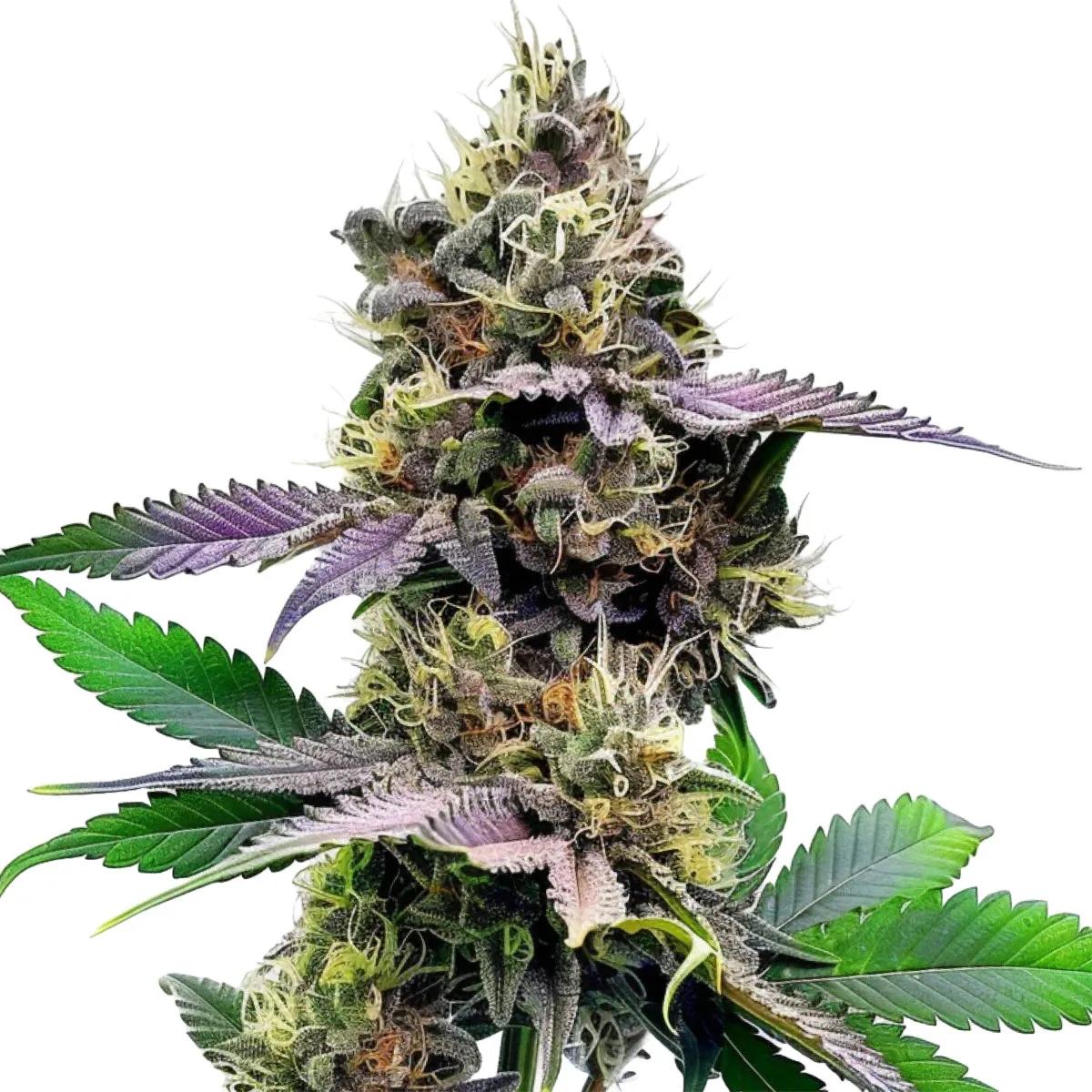 Watermelon Gelato Auto