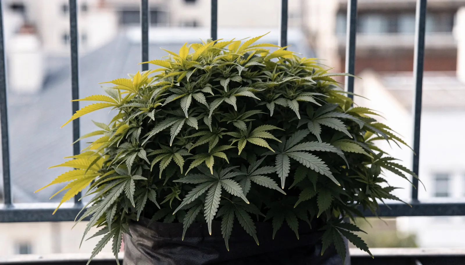 En kort och buskig autoflowering cannabisplanta som håller sig under balkongräckets höjd