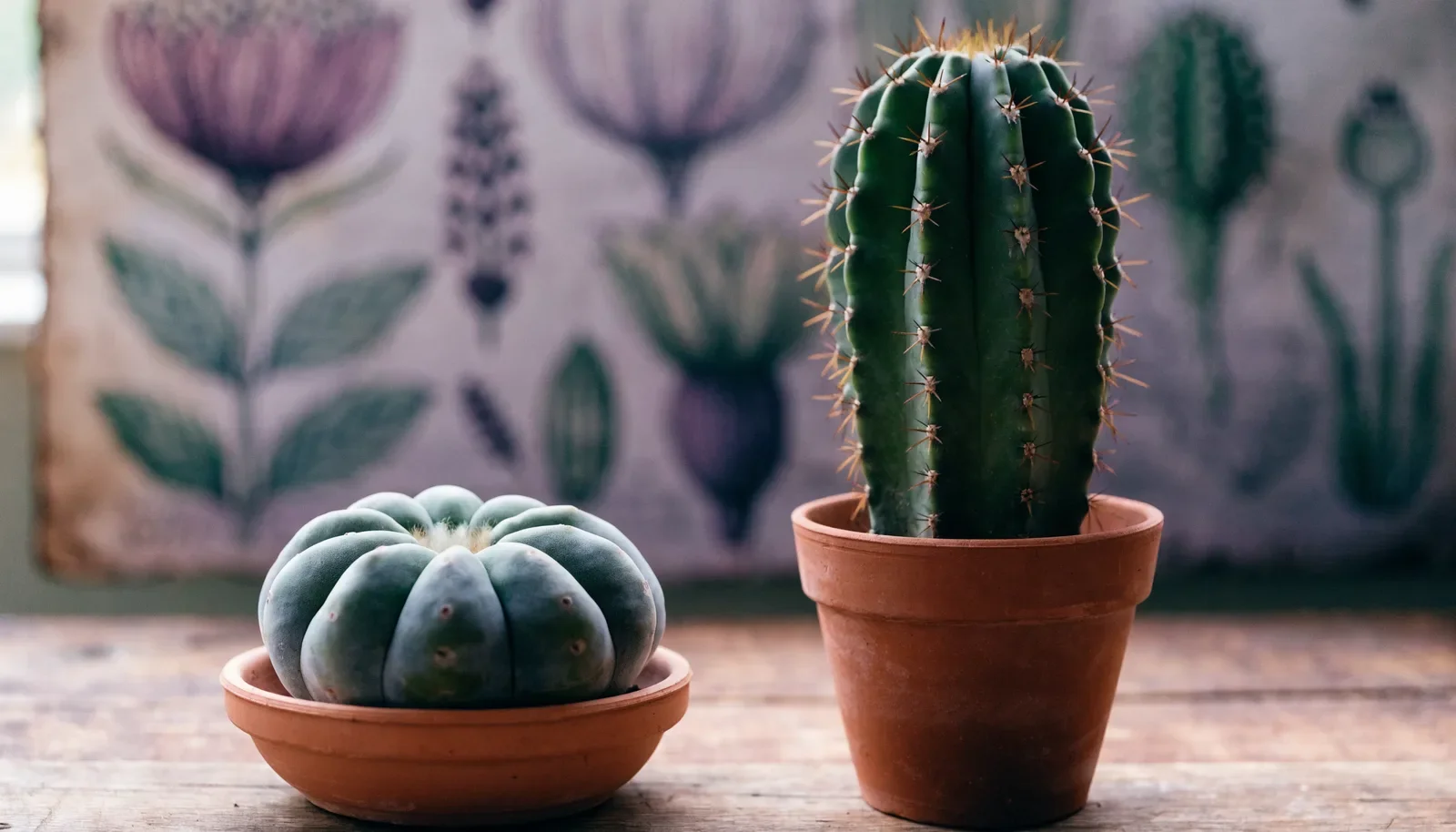 Peyote eller San Pedro: så skiljer de sig