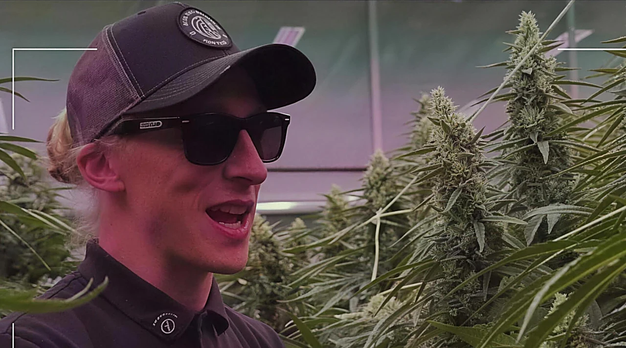 AZARIUS · Strukturella egenskaper: varför robusta stjälkar spelar roll i cannabisförädling