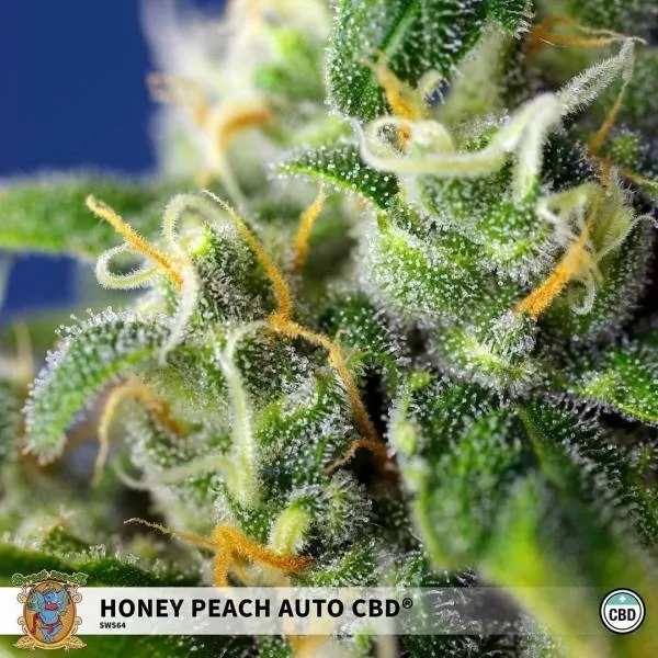 Honey Peach Auto CBD — bild 2