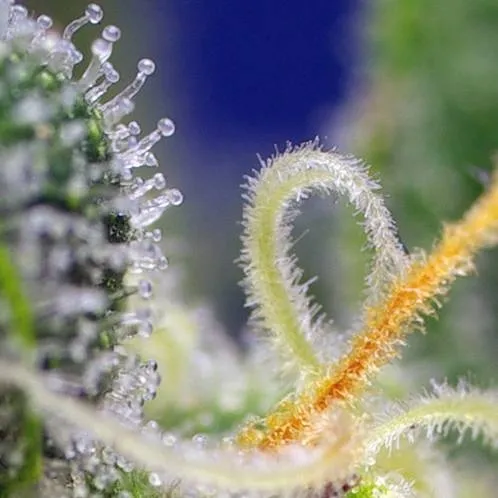 Honey Peach Auto CBD — bild 3