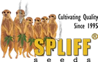 Spliff Seeds logo
