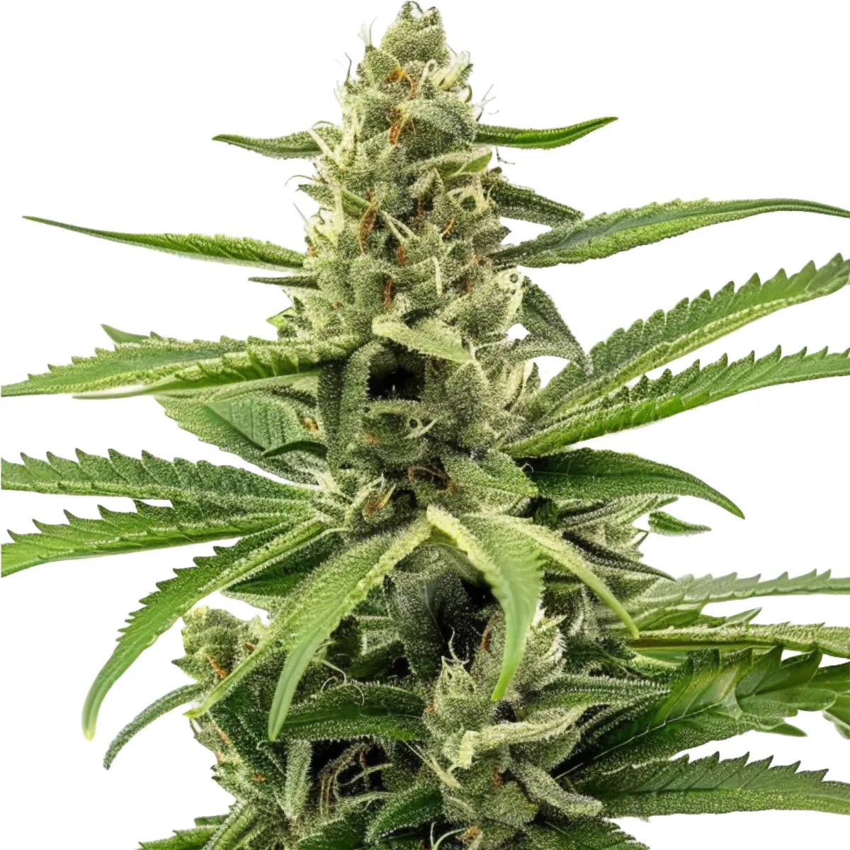 Northern Lights Auto — bild 2